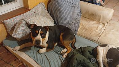 Cani amstaff