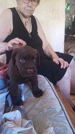 cane labrador 