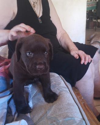 cane labrador 