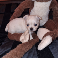 Cuccioli di chihuahua occhi chiari