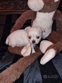 Cuccioli di chihuahua occhi chiari