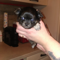 Chihuahua
