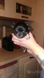 Chihuahua
