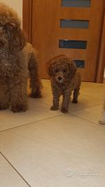 Ultimo barboncino Toy Red Brown e Mini Toy Red