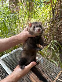 Furetti