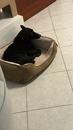 Cane pastore belga