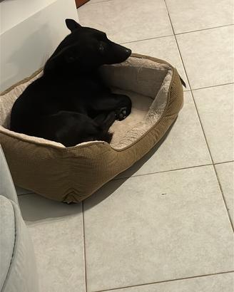 Cane pastore belga