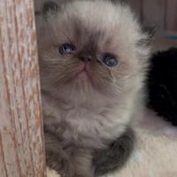 Cucciolo di GATTO PERSIANO