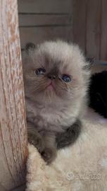 Cucciolo di GATTO PERSIANO