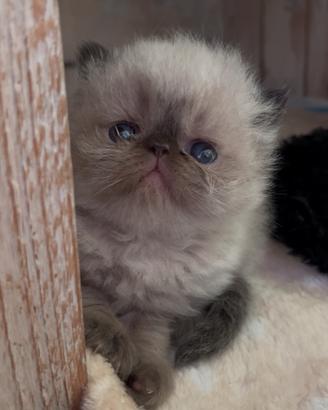 Cucciolo di GATTO PERSIANO
