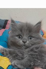 Cuccioli British Blue Longhair