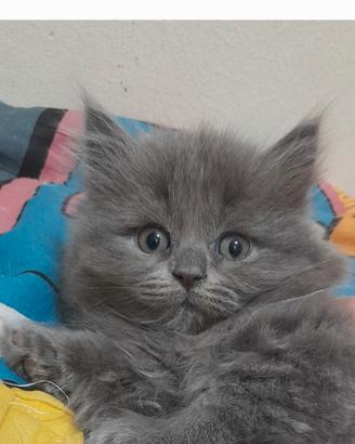 Cuccioli British Blue Longhair