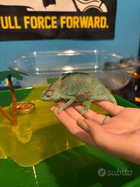 Camaleonte dall'elmetto