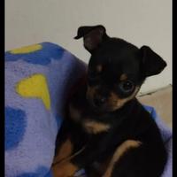 Disponibile cucciolo di pincher toy