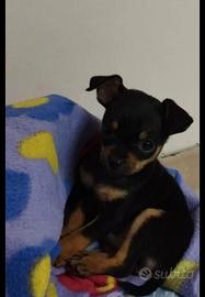 Disponibile cucciolo di pincher toy