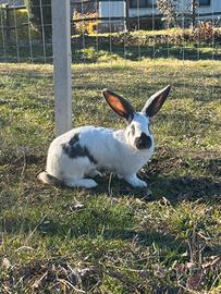 Conigli giganti pezzati blu