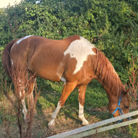 Cavallo