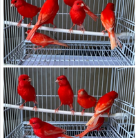 La mia Passione non è più un sogno