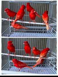 La mia Passione non è più un sogno