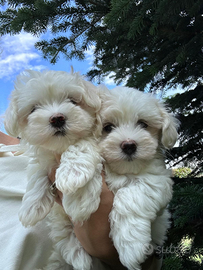Cuccioli di maltese