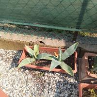 piante agave