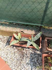 piante agave