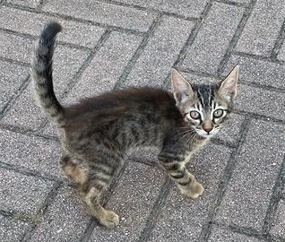 Teneri gatti - gattini