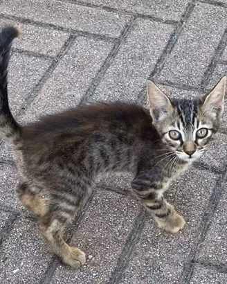 Teneri gatti - gattini