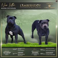 Cuccioli staffordshire bull terrier