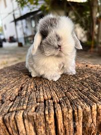 Ariete Nano Mini Lop