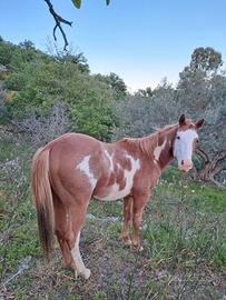 Cavallo Paint