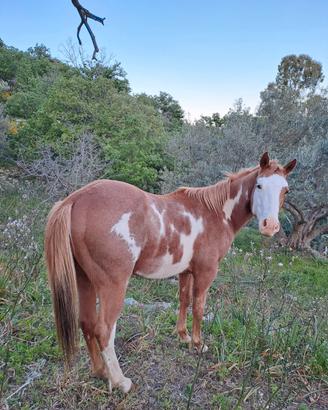 Cavallo Paint
