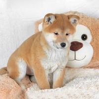 Cucciolo di Shiba Inu
