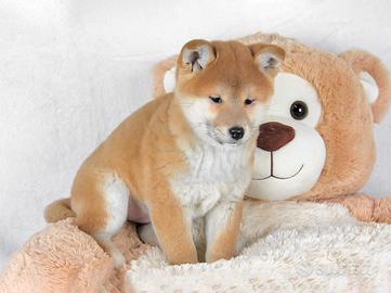 Cucciolo di Shiba Inu