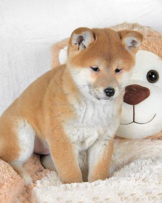 Cucciolo di Shiba Inu