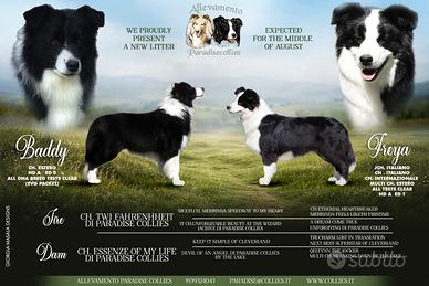Border collie cuccioli
