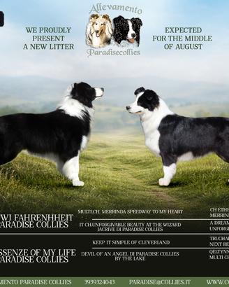 Border collie cuccioli