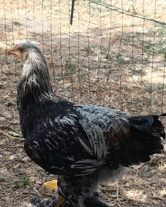 Gallina