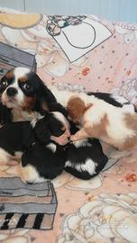 Allevamento cuccioli di cavalier king TRICOLOR