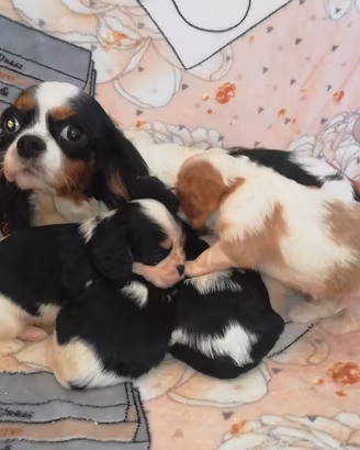 Allevamento cuccioli di cavalier king TRICOLOR