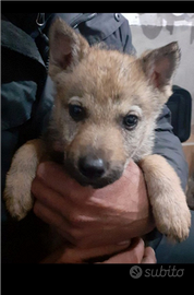 Cuccioli cane lupo cecoslovacco