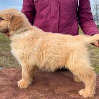 Golden retriever linea americana