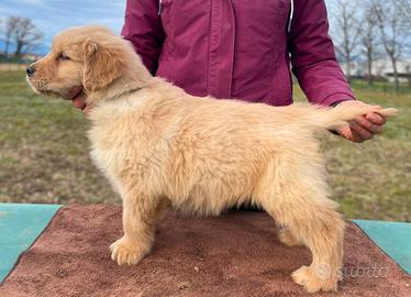 Golden retriever linea americana