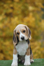 Regala un cucciol0 x Nat4le