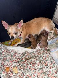 Chihuahua