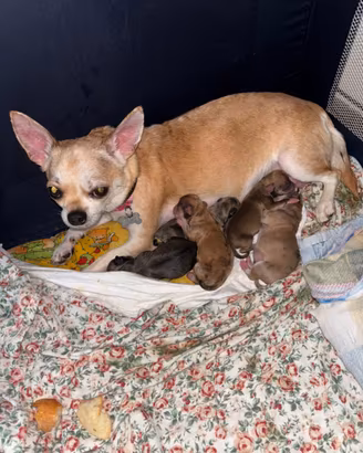Chihuahua
