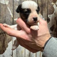 Cucciolo di jack russell terrier