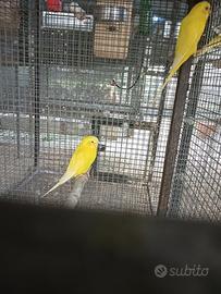 Cocorite lutine