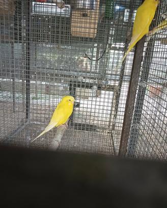Cocorite lutine