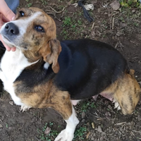 Cagnolina in adozione